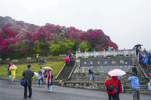 百里杜鹃风景名胜区