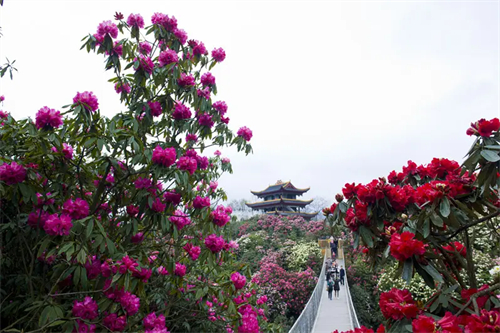 百里杜鹃风景名胜区